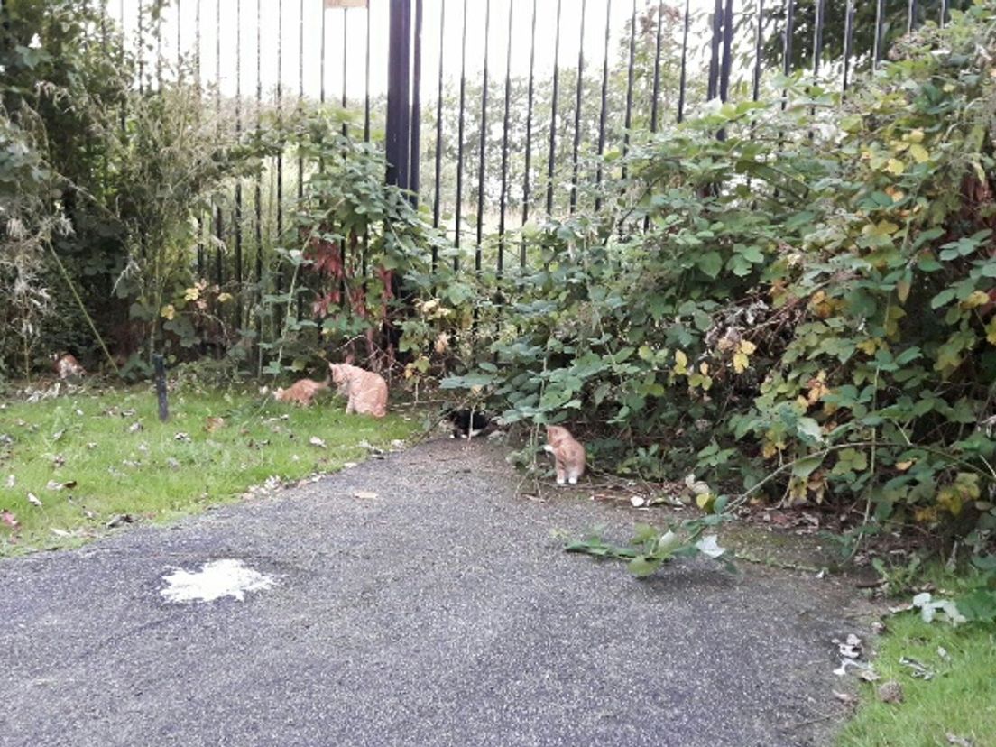 De kittens die vrijdag zijn gevonden bij het Zuiderpark