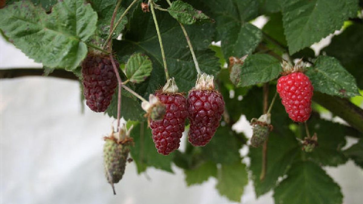 Uffelter kweekt vreemd fruit