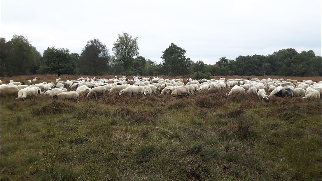 Haaksbergen herbergt piepjonge Hengelose schaapsherder