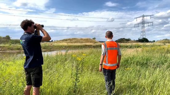 Eerst weer naar de dassen kijken voordat de snelweg er komt