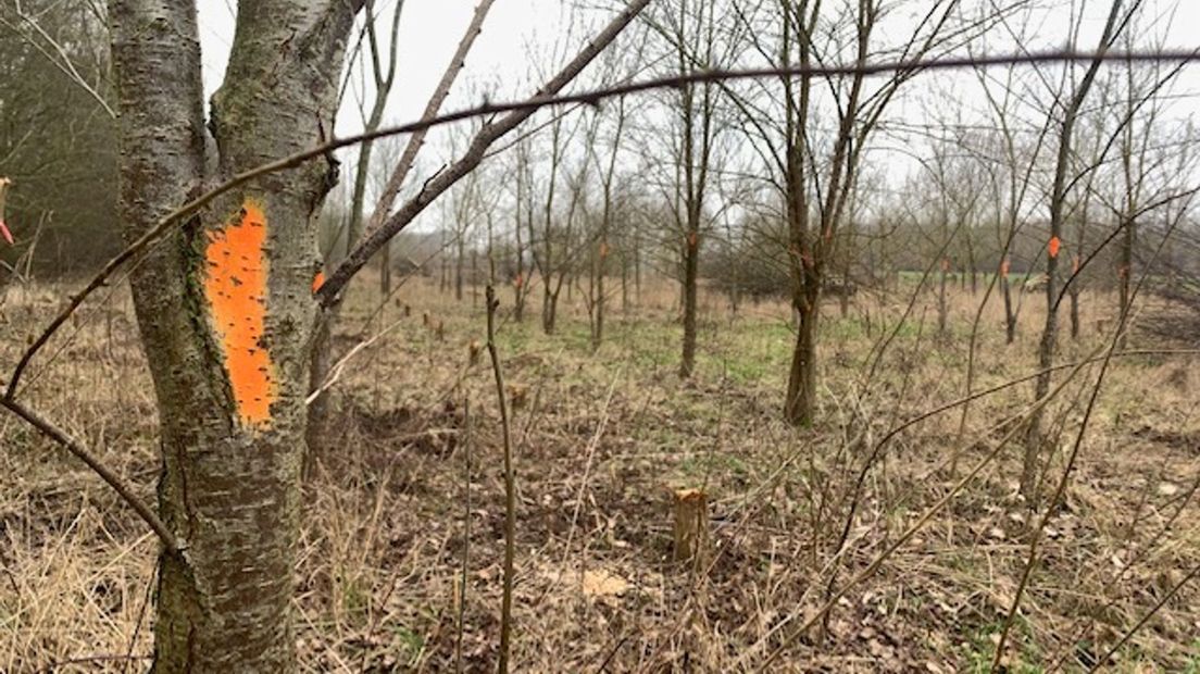 Om de 'bluderbomen' (Siberische iepen) te kunnen rooien worden eerst gezonde inheemse bomen omgezaagd