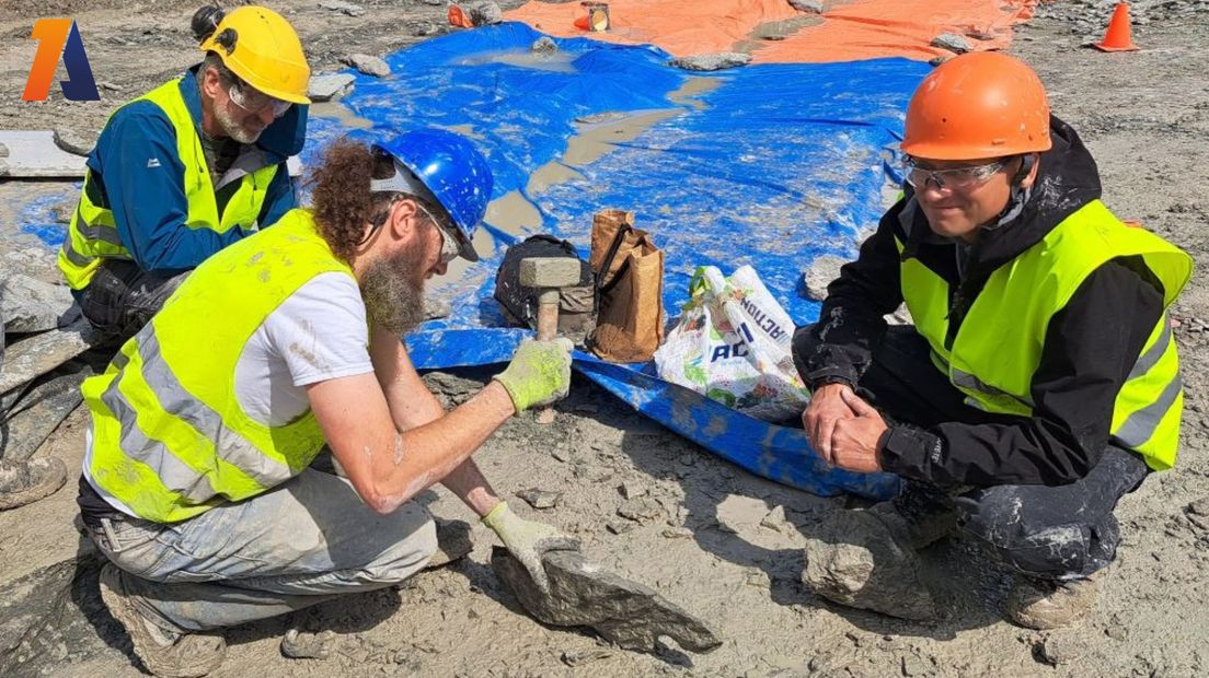 Onderzoekers in de steengroeve, onder toeziend oog van Anne Schulp (rechts).