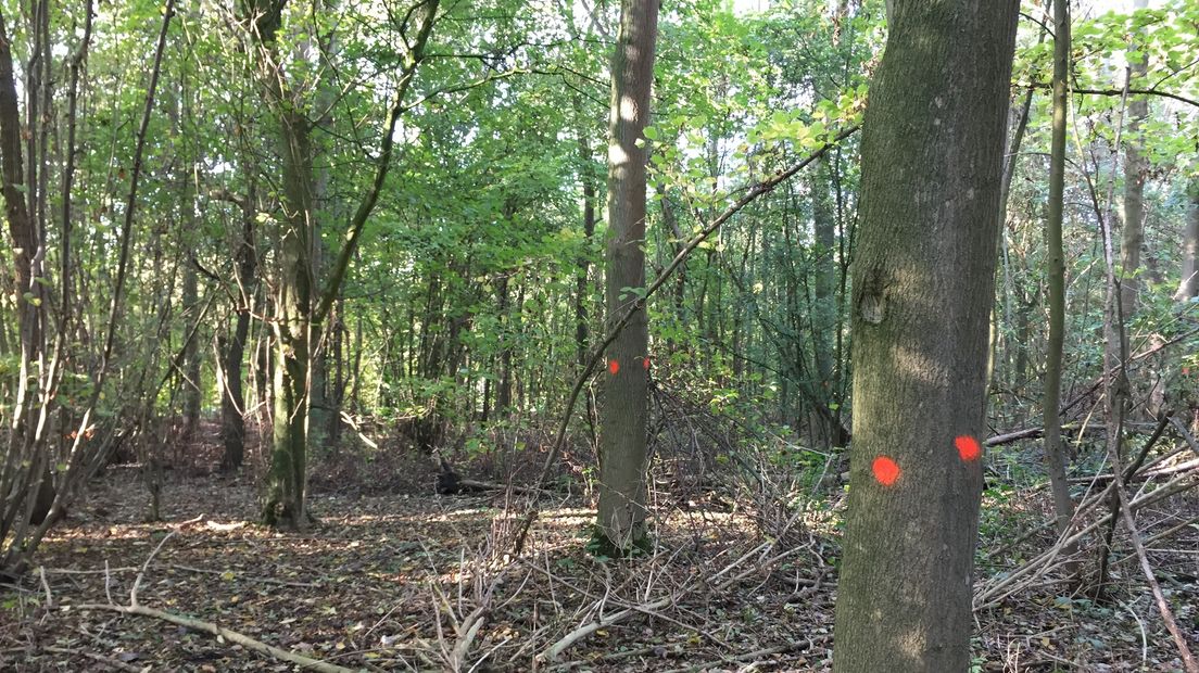 Kleurrijke stippen markeren de bomen in het Veerse Bos.