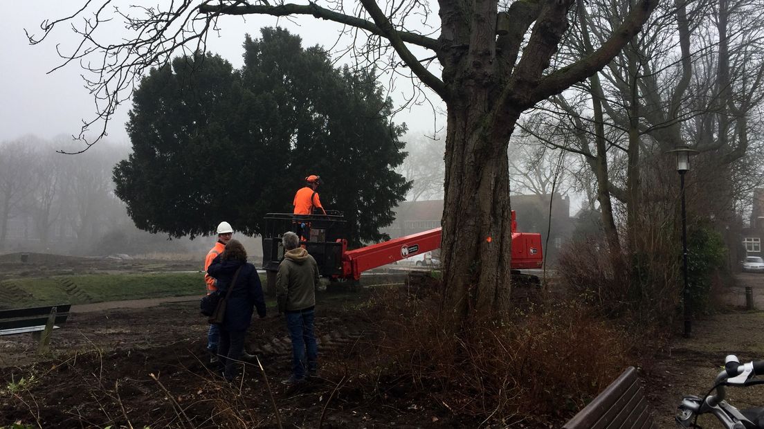 De boom met de oranje stip