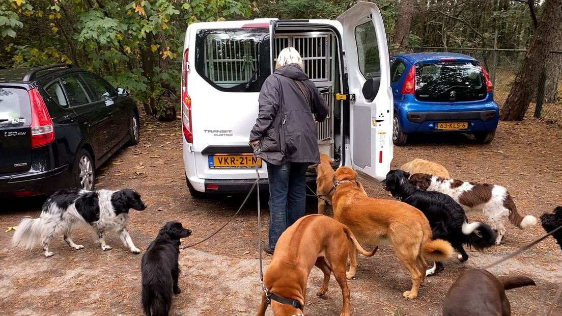 Ingrid van Dijk laat elke dag zo'n 20 honden uit