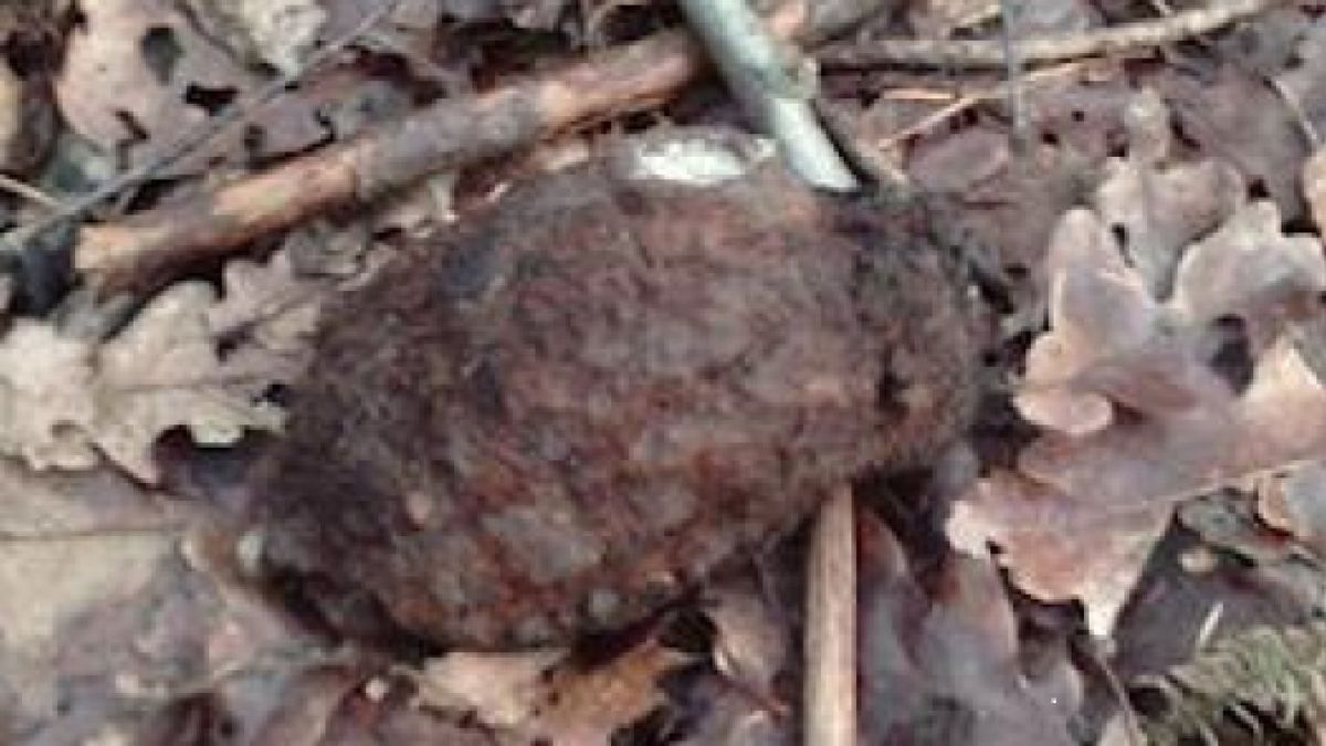 EOD kamt speeltuin Nederhemert uit