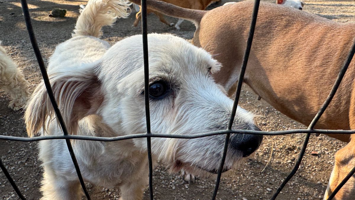 Dierendag trekt bezoekers naar opvang voor dieren met een rugzakje