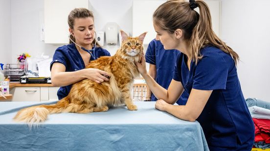 Dierenarts te duur? ‘Ik schaam me niet voor mijn prijzen’