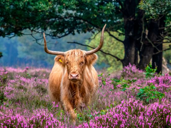 Paarse heide op z'n mooist: vijf Drenten tippen hun mooiste plekje