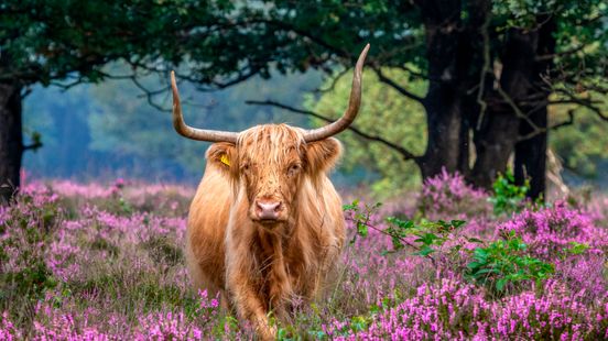 Paarse heide op z'n mooist: vijf Drenten tippen hun beste plekje Nieuws