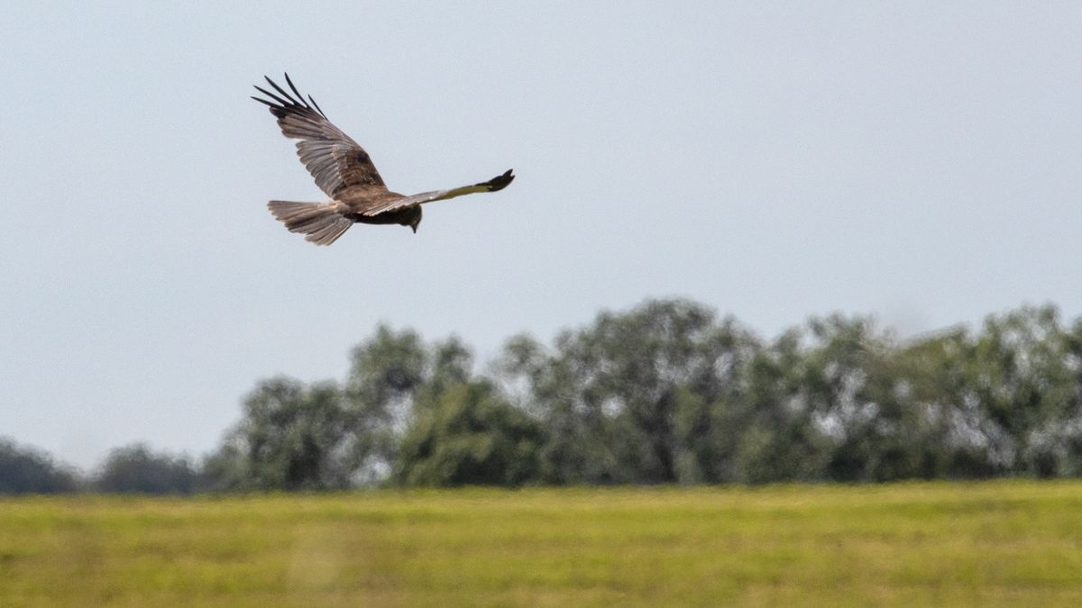 Mysterie opgelost: nestje jongen van kiekendieftrio in Thesinge teruggevonden