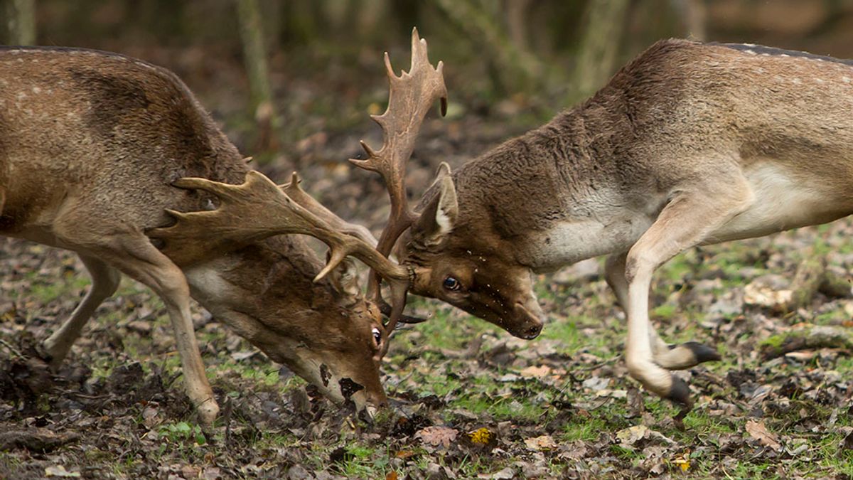 Rechter geeft natuurorganisaties gelijk: 'Niet duidelijk waarom herten moeten worden afgeschoten'