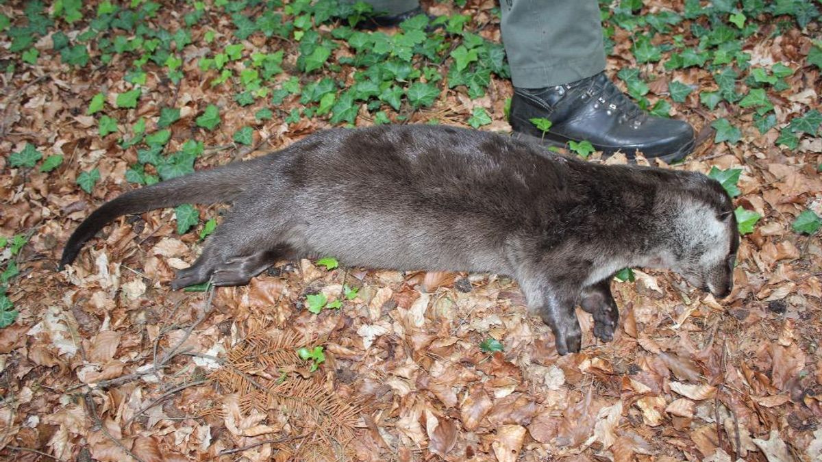 'Otter leefde nog na de aanrijding bij Roswinkel'