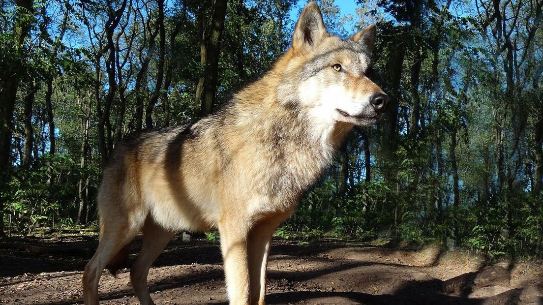 De wolf is inmiddels een vaste inwoner van Drenthe