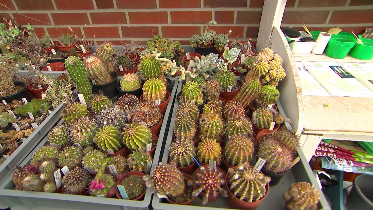 Piet Kamminga uit Leek is bezeten van de cactus: 'Ik heb er meer dan 1000'