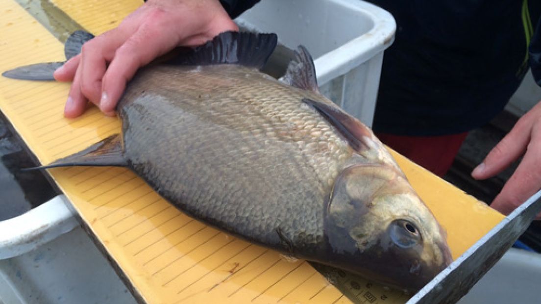 Onderzoekers van Sportvisserij Nederland vissen
in Haalderen twee kolken leeg.