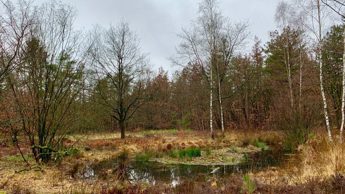 Een ven in het Zandenbos.