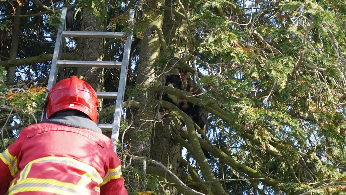 112-nieuws zondag 28 september: Treinen rijden weer tussen Groningen en Zuidhorn • Losloopgebied Cor