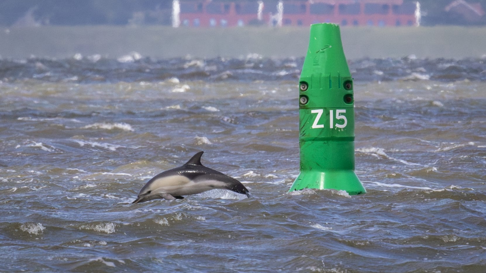 Dolfijnenspotters kunnen hun ogen niet geloven: 'Het is mijn