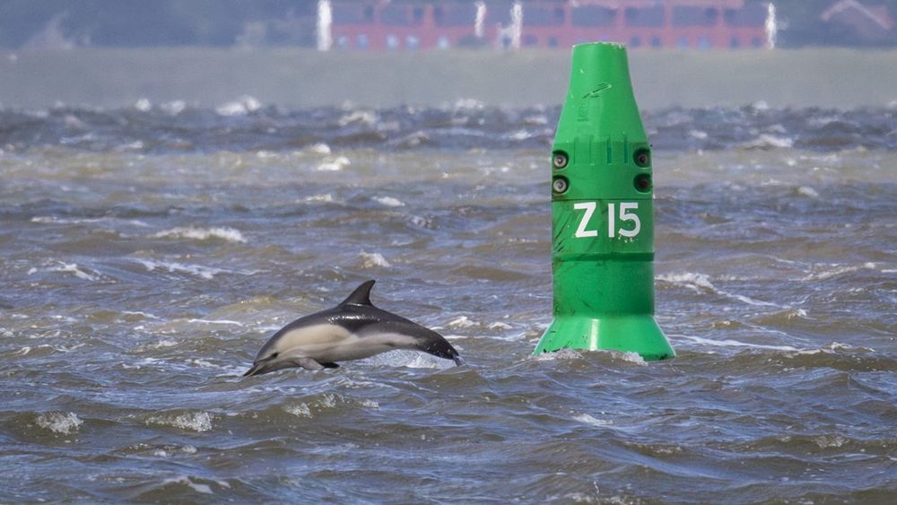 Dolfijnenspotters kunnen hun ogen niet geloven (video) - RTV Noord