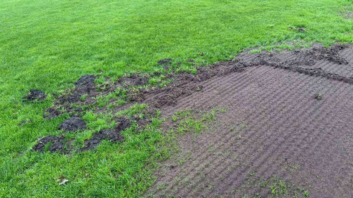 Aantal velden van SV Borger beschadigd door dassen: ‘We hebben ermee te dealen’