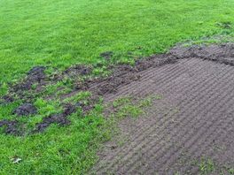 Dassen verwoesten velden SV Borger: 'Tot de winterstop niet bespeelbaar'