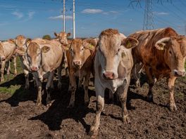 Twintig koeien nemen de benen in Hulst, de dames verspreiden zich over omgeving