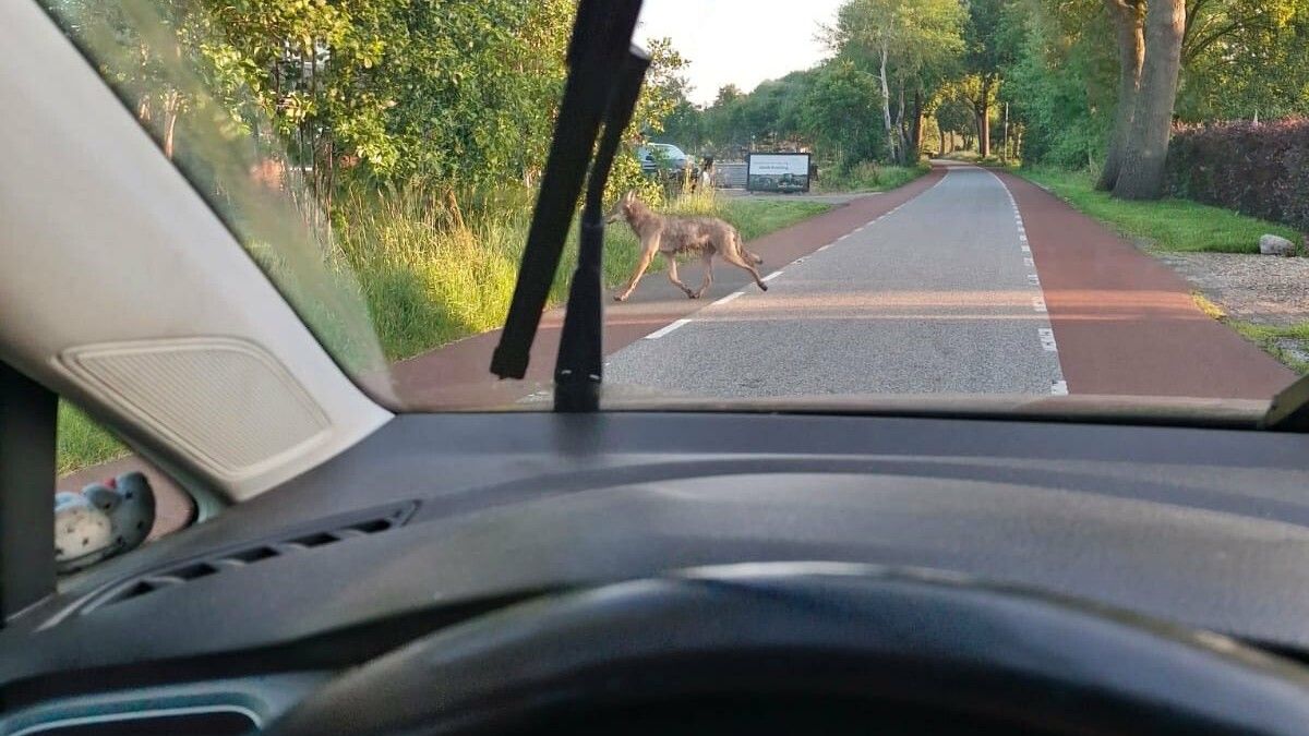 Wolf gezien tussen Kollumerzwaag en Twijzel
