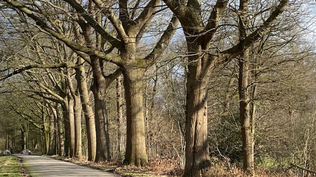 De bomenrij met Amerikaanse eiken zonder rode stip