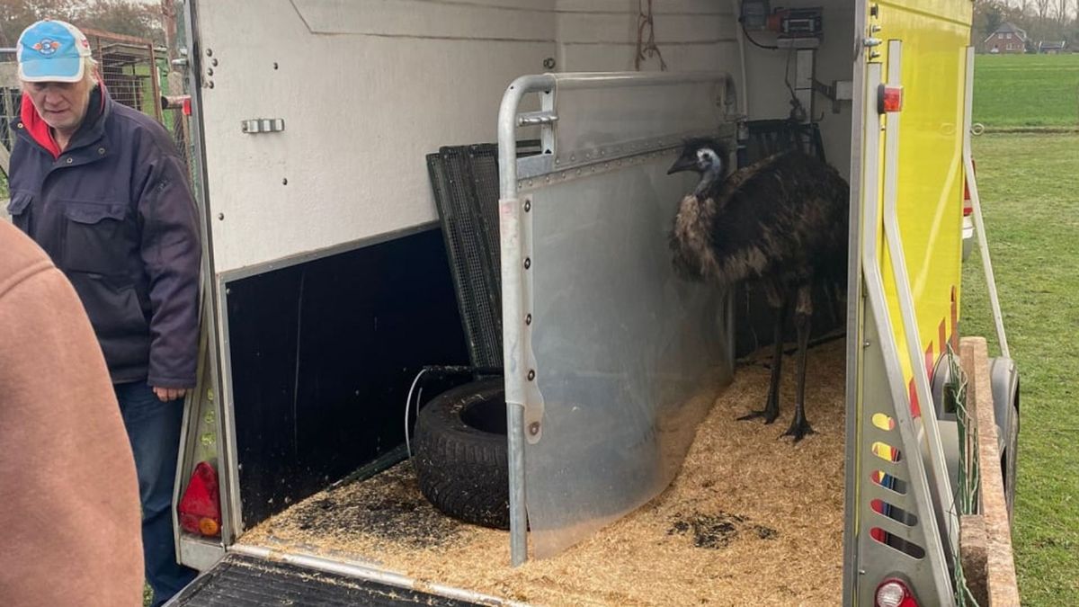Losgebroken emoe is na dagenlange wandeling bij Lutten gevangen