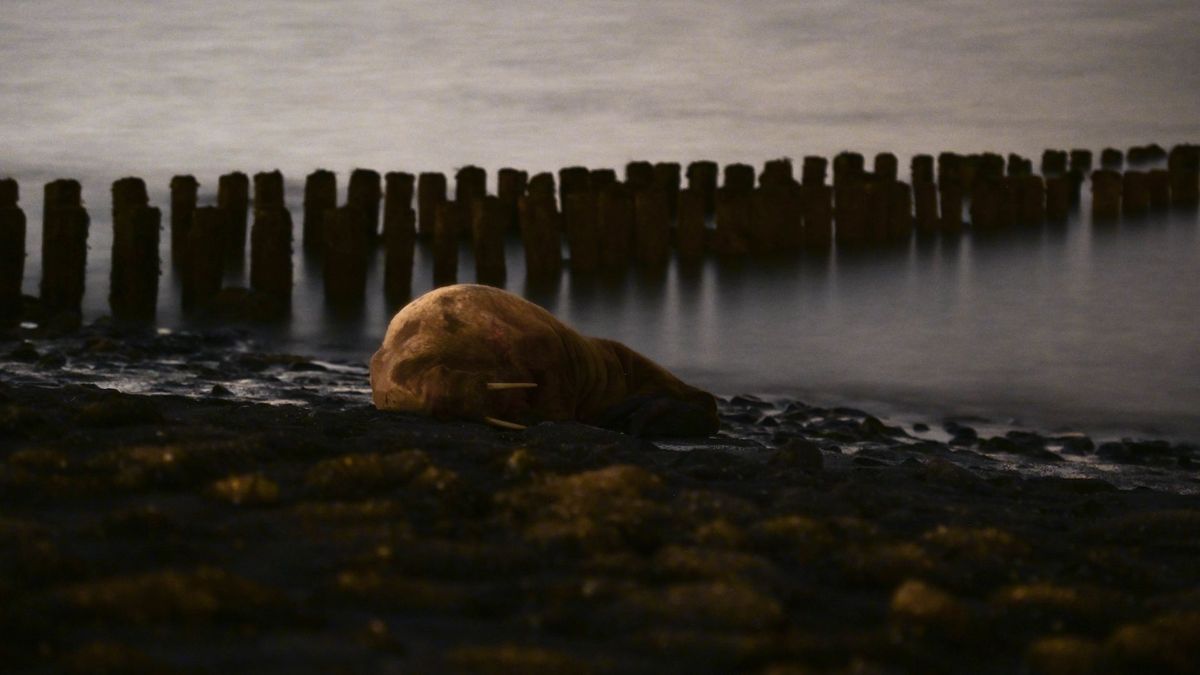 Annika zag de walrus bij Westkapelle: 'Dat je zo'n beest in het wild kan tegenkomen'