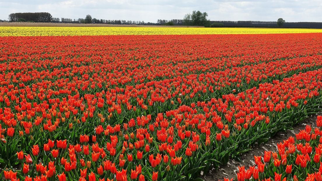 Tulpenveld in Graauw