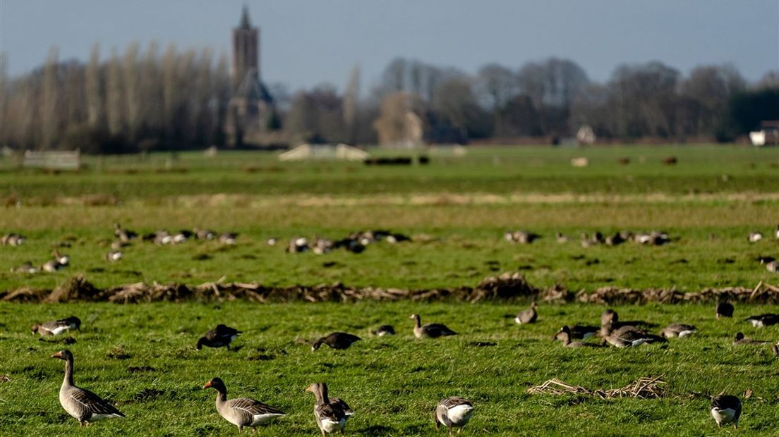 Nooit eerder kregen boeren in Overijssel zoveel faunaschade uitgekeerd