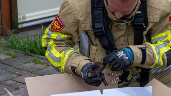112-nieuws: Brandweer redt zwaluw van noodlot | Politie onderzoekt ongeluk Eemnes Home