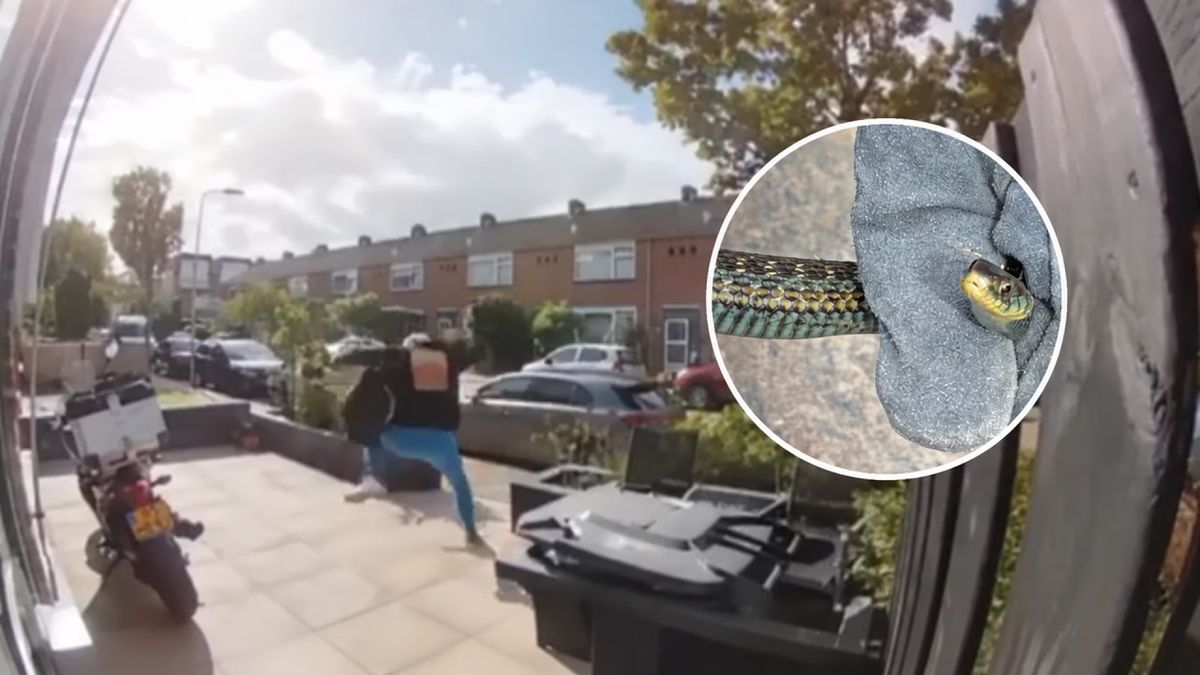 Slang duikt op in voortuin van Tom, die gillend op de vlucht slaat