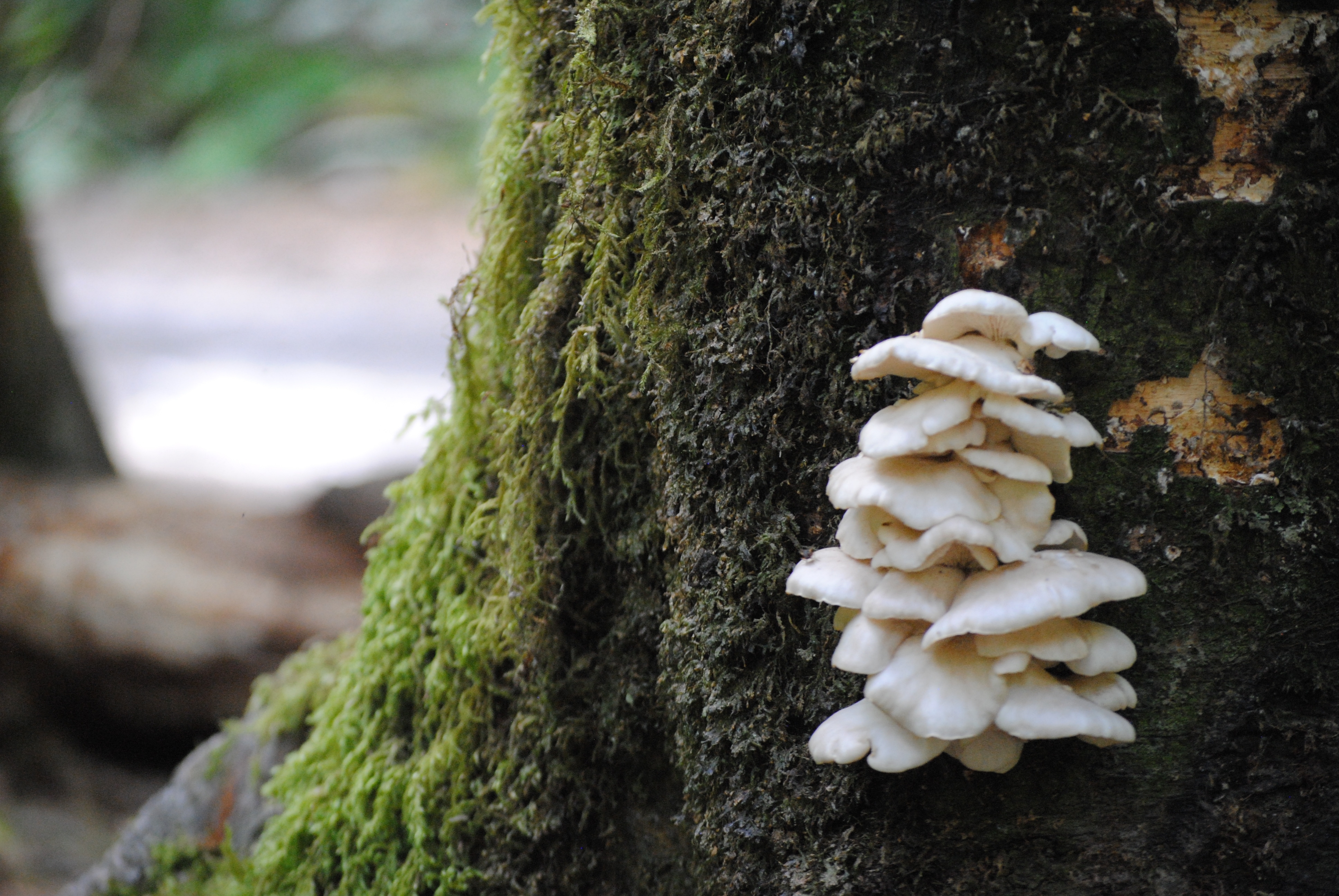 Bomen en paddenstoelen zijn belangrijk voor elkaar