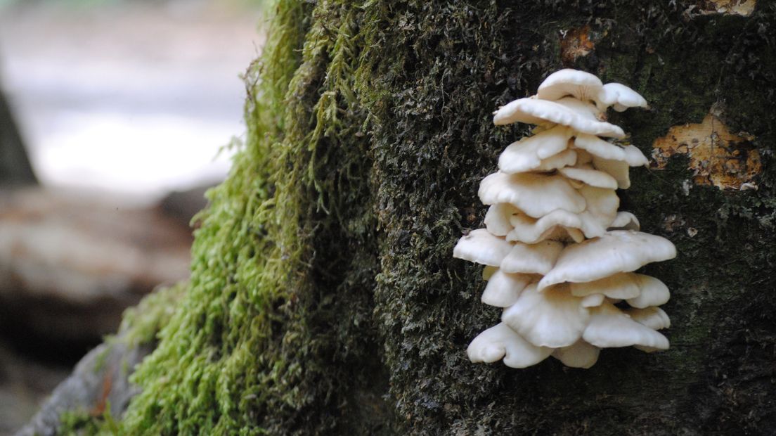 Bomen en paddenstoelen zijn belangrijk voor elkaar
