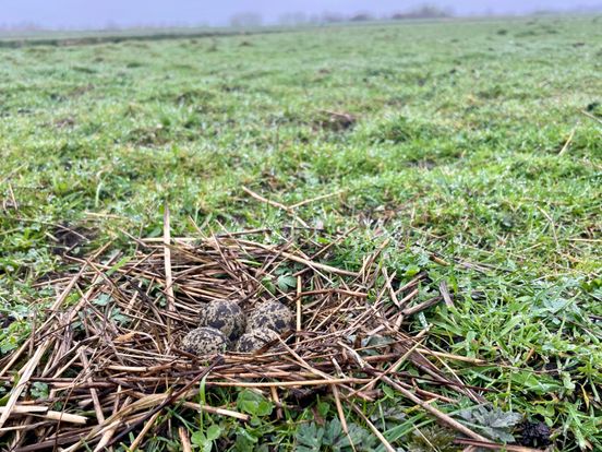 In weer en wind eieren zoeken om de nestjes te beschermen