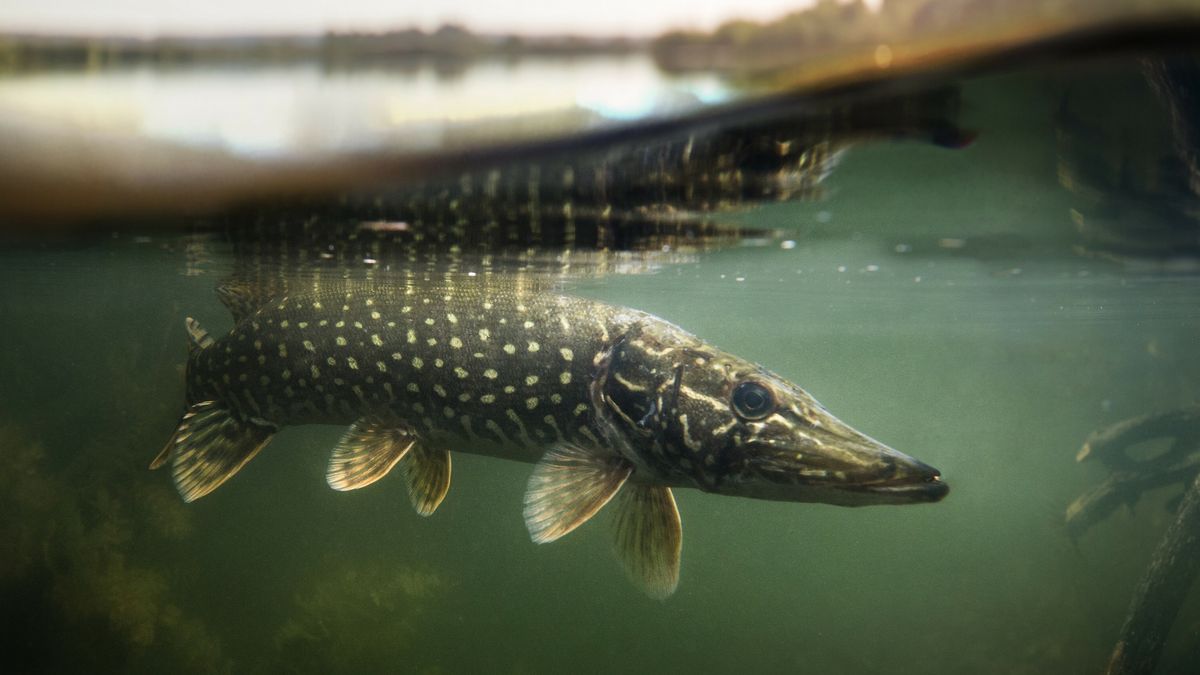 Fryslân krijgt nieuwe vispassages, zodat snoek, brasem en blankvoorn kunnen verhuizen