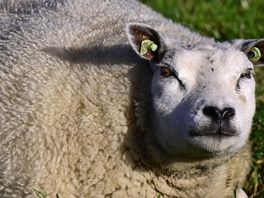 Redding nabij voor schapenkuddes: 'Tweede vaccin tegen blauwtong geeft meer zekerheid'