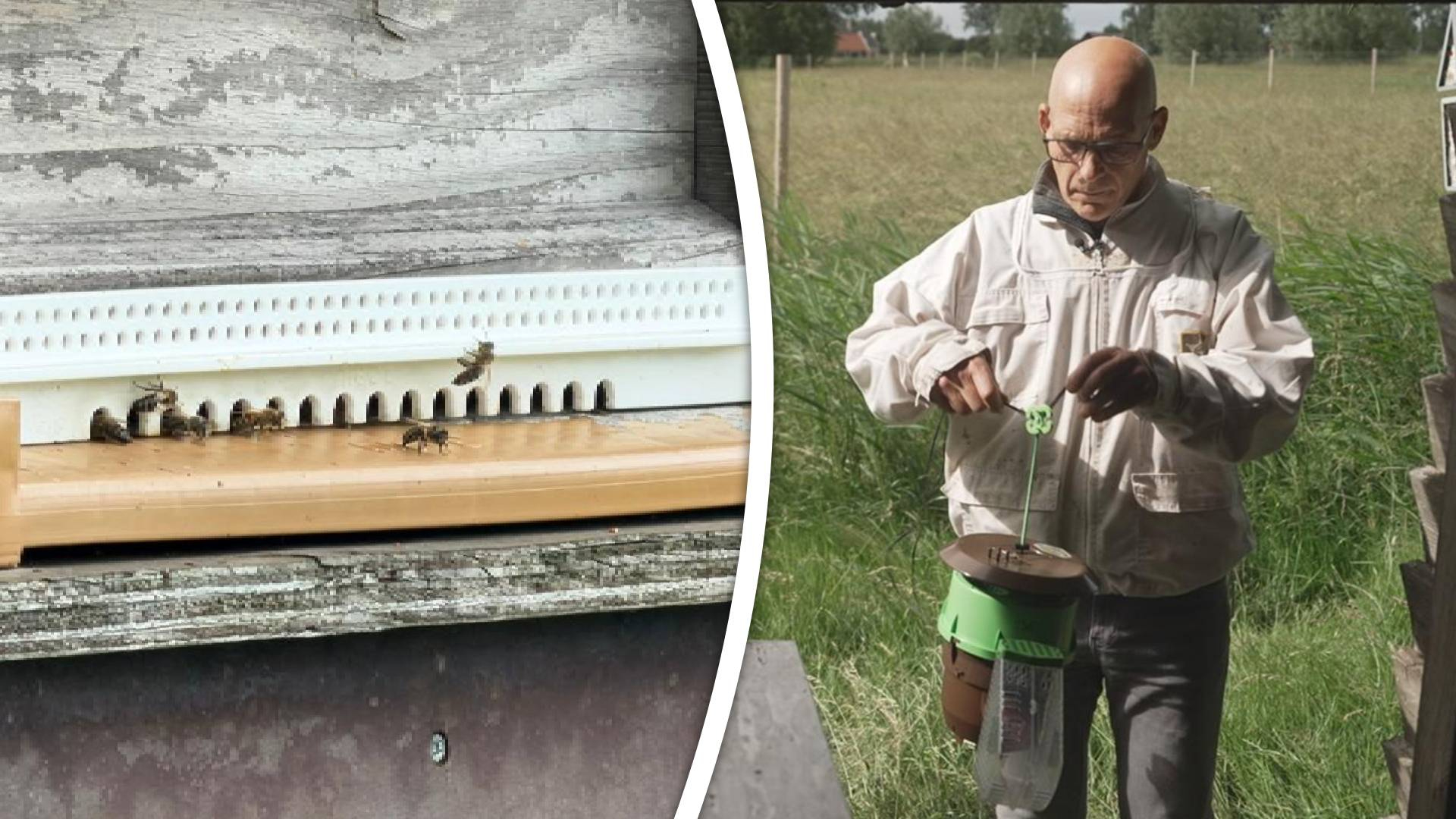 Imkers hangen vallen op voor Aziatische hoornaar.