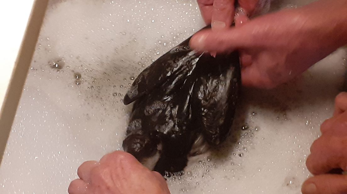 Een grondige wasbeurt voor een besmeurde zeekoet