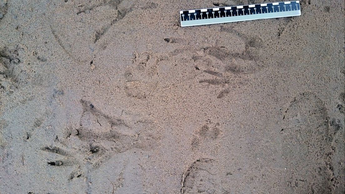 Sporen van een bever in De Ossenwaard bij Deventer