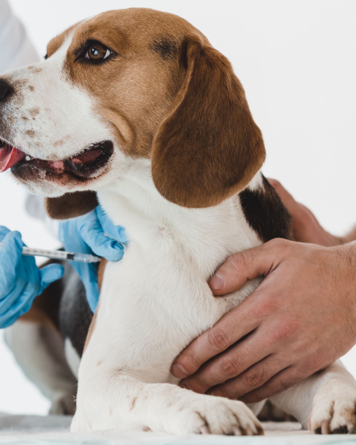 Dierenpolitie na twee uitgemergelde honden 
