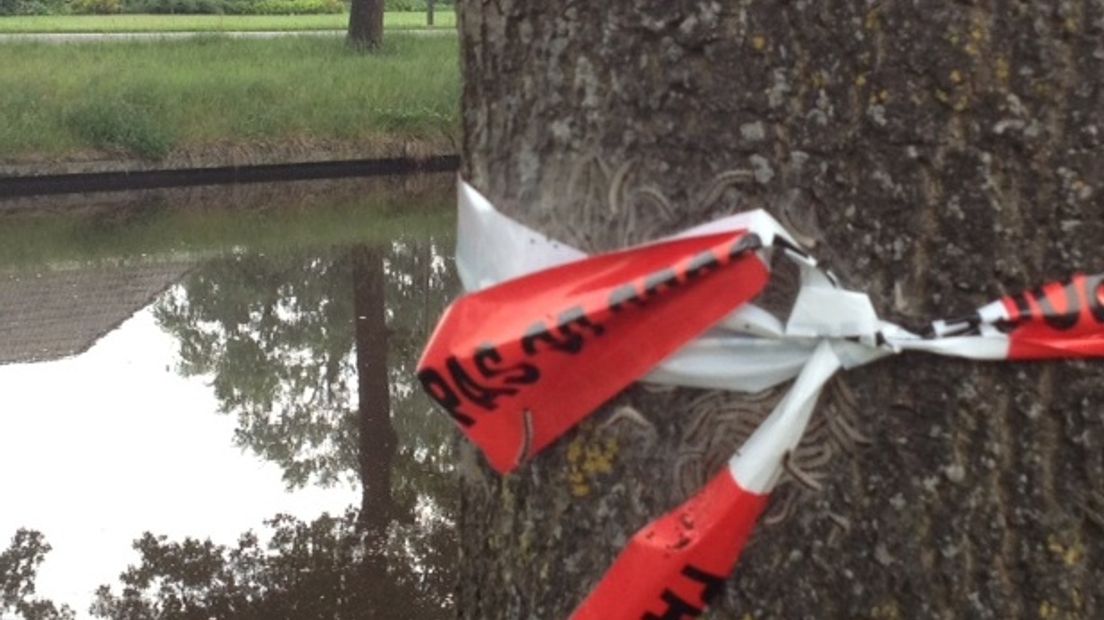 Rupsen op een boom in Erica