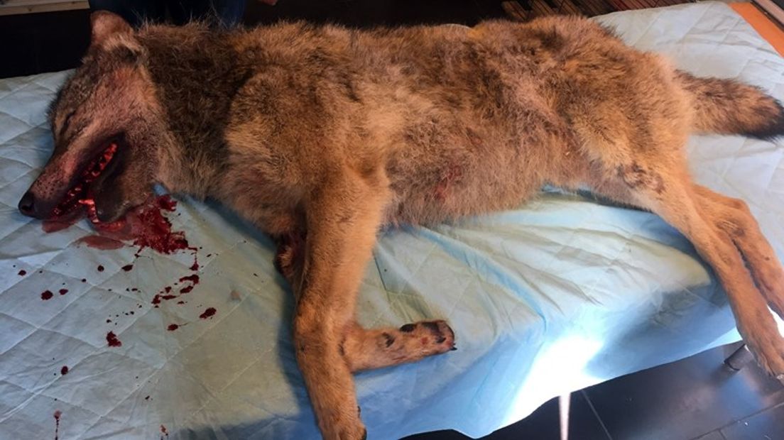 Deze wolf werd afgelopen vrijdag dood gevonden langs de A28 bij Veeningen (Rechten: RTV Noord)