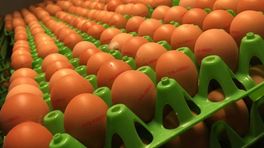 Strengere regels en nieuw meldpunt voor misstanden in eiersector