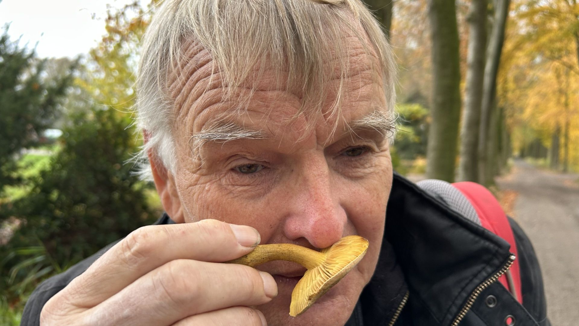 de prachtig gele narcisridderzwam ruikt sterk chemisch