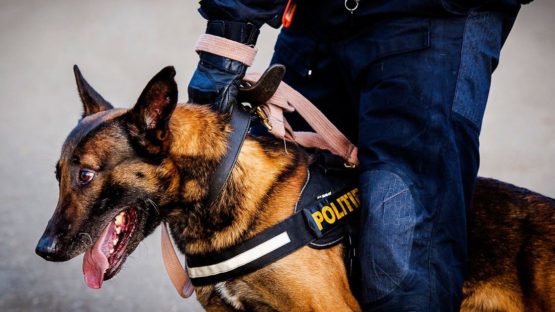 De politie heeft verschillende speurhonden voor zowel drugs als explosieven