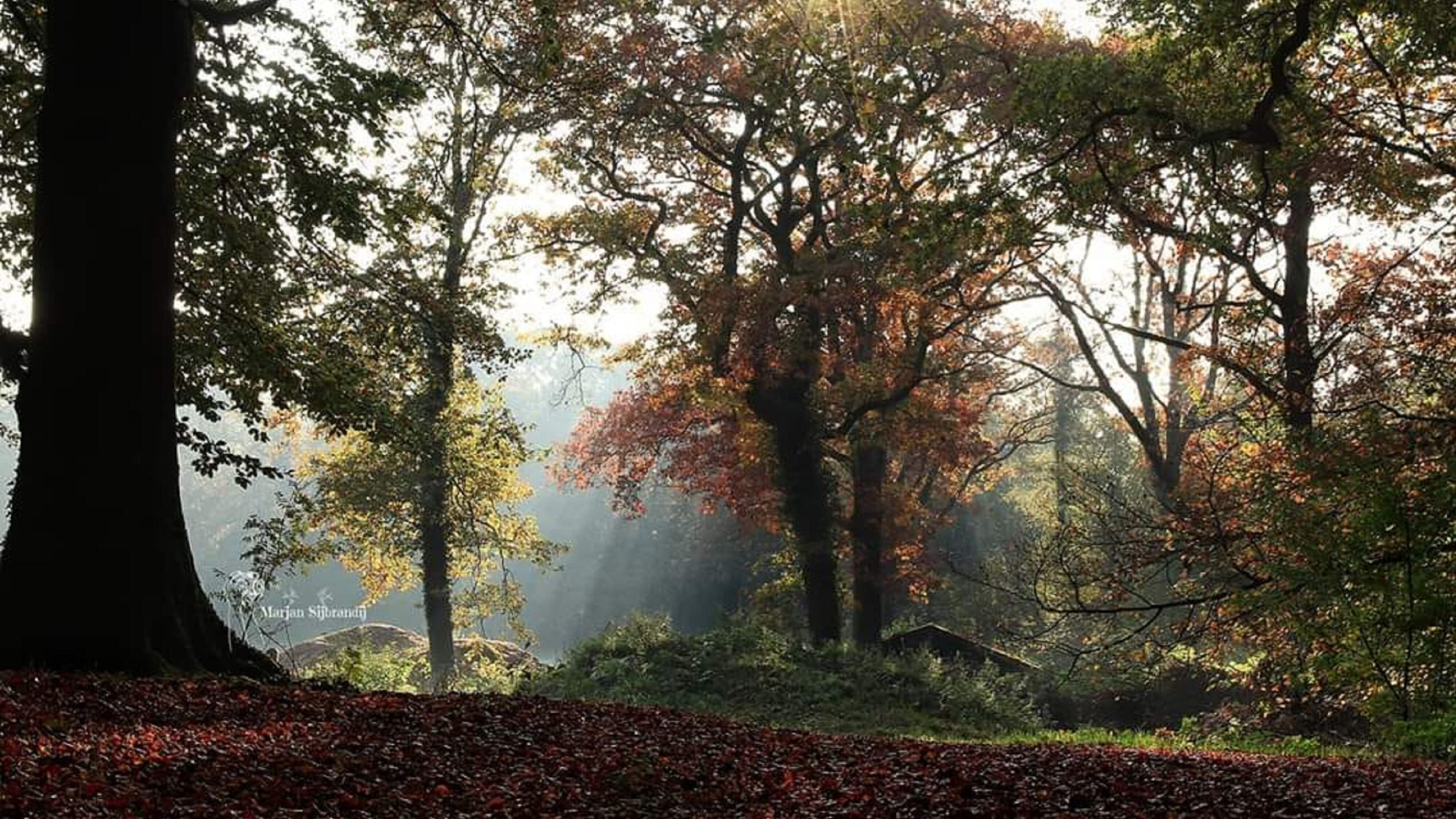In sinneharpe yn de Rysterbosk